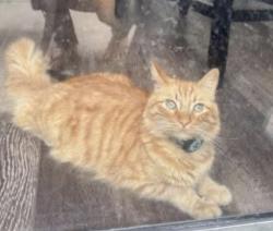 Lost Male Cat last seen He will usually lay on our porch, Carlsbad, CA 92011