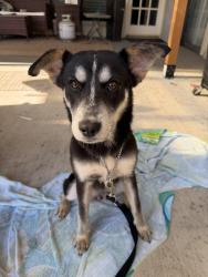 Found/Stray Female Dog last seen Forest and Audelia, Dallas, TX 75243