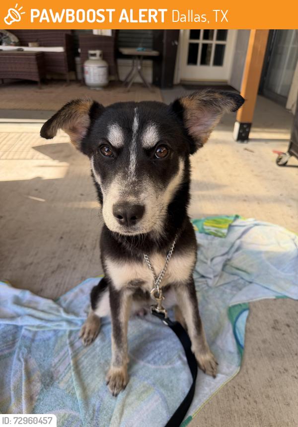 Found/Stray Female Dog last seen Forest and Audelia, Dallas, TX 75243