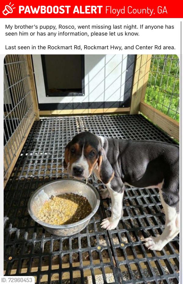 Lost Male Dog last seen rockmart hwy, near silver creek mini mart or ez stop, Floyd County, GA 30173
