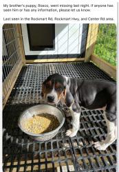 Lost Male Dog last seen rockmart hwy, near silver creek mini mart or ez stop, Floyd County, GA 30173