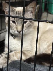 Reunited Female Cat last seen Carriage Creek Subdivision , Smithfield, NC 27577