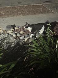 Found/Stray Unknown Cat last seen Fruitdale Avenue , San Jose, CA 95128