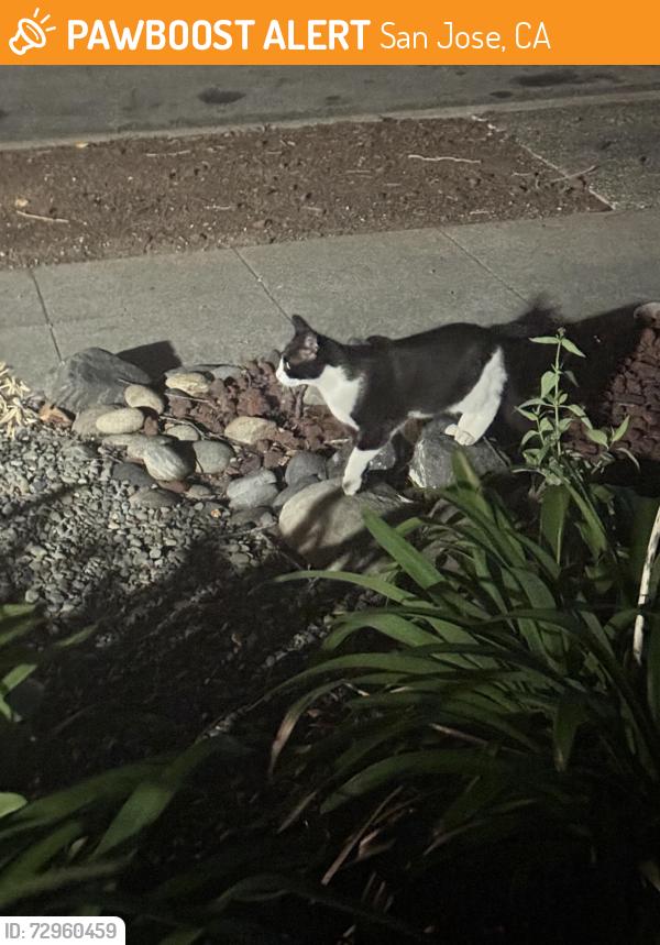 Found/Stray Unknown Cat last seen Fruitdale Avenue, San Jose, CA 95128