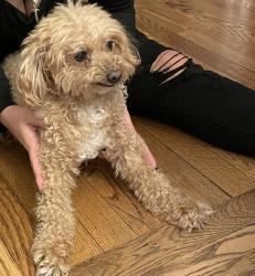 Reunited Female Dog last seen Whittier Avenue, Levittown, NY 11756