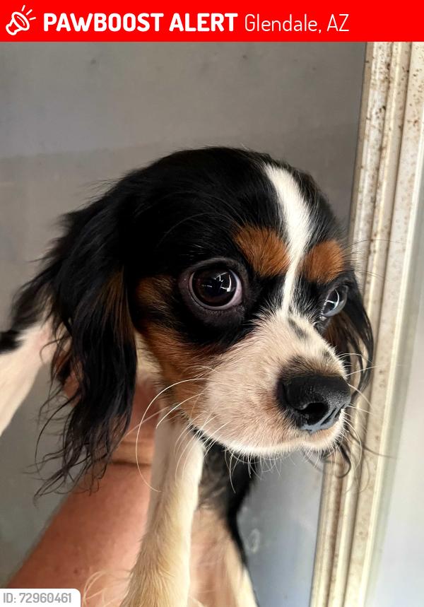 Lost Female Dog last seen 45th Ave and orangewood , Glendale, AZ 85301
