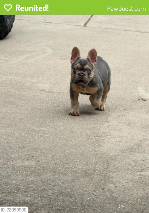 Reunited Female Dog last seen Braswell highschool, Little Elm, TX 75068