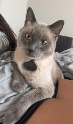 Lost Male Cat last seen Ne 4th lane , Ankeny, IA 50021
