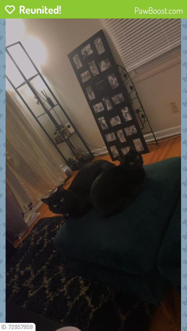 Reunited Male Cat last seen Westgate road near center st, Omaha, NE 68124