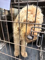 Found/Stray Female Dog last seen 80th street and Timothy lane , Oklahoma City, OK 73135
