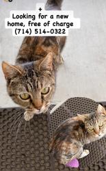 Found/Stray Female Cat last seen Magnolia and Talbert, Fountain Valley, CA 92708