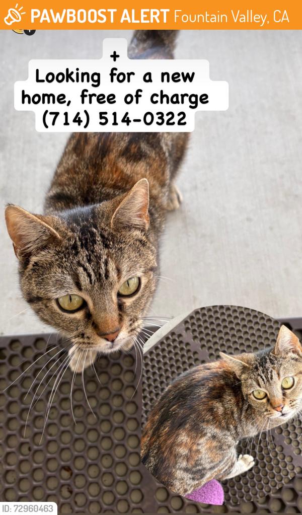 Found/Stray Female Cat last seen Magnolia and Talbert, Fountain Valley, CA 92708