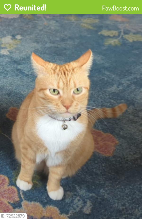 Reunited Female Cat last seen Grand/Mack, Detroit, MI 48214