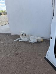 Reunited Male Dog last seen Lucca Ave and Isleta Blvd , Albuquerque, NM 87105