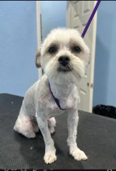 Lost Male Dog last seen Tenth and kings canyon , Fresno, CA 93702