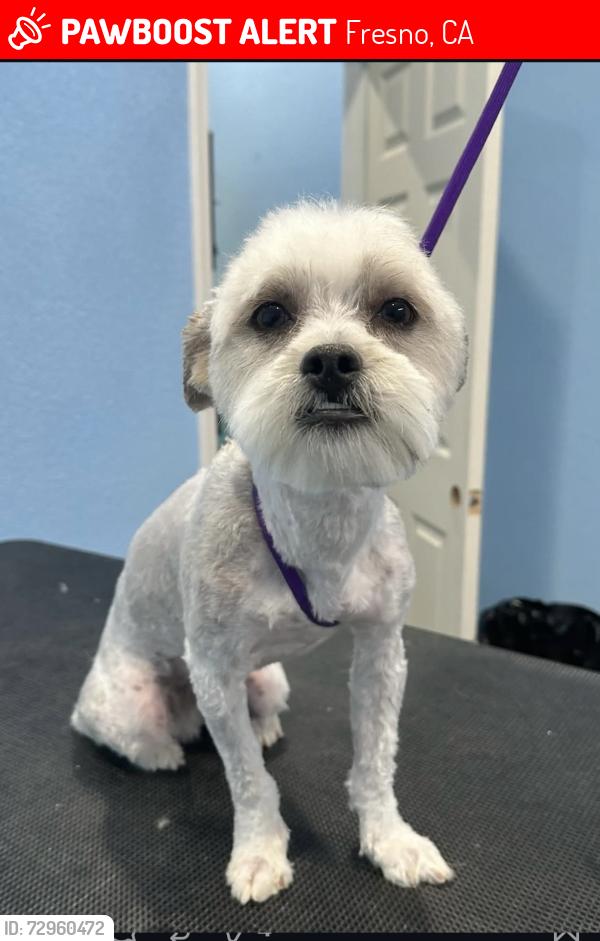 Lost Male Dog last seen Tenth and kings canyon , Fresno, CA 93702
