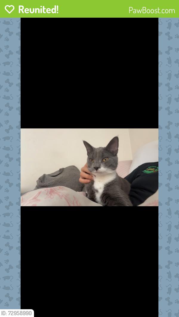 Reunited Male Cat last seen Cook street Holden , Holden, MA 01520