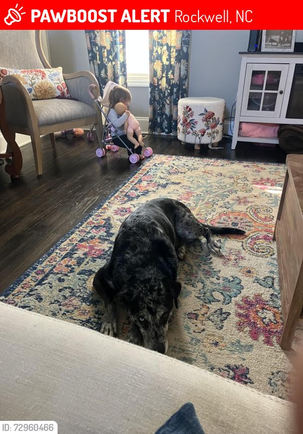 Lost Male Dog last seen YMCA Rockwell crescent rd Rockwell , Rockwell, NC 28138