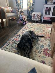 Lost Male Dog last seen YMCA Rockwell crescent rd Rockwell , Rockwell, NC 28138