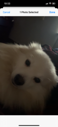 Lost Male Dog last seen crestonheightz , Grand Rapids, MI 49505