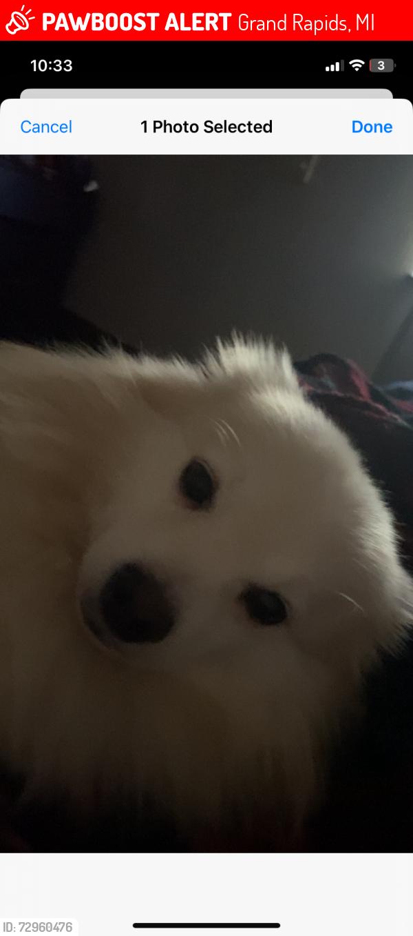 Lost Male Dog last seen crestonheightz , Grand Rapids, MI 49505