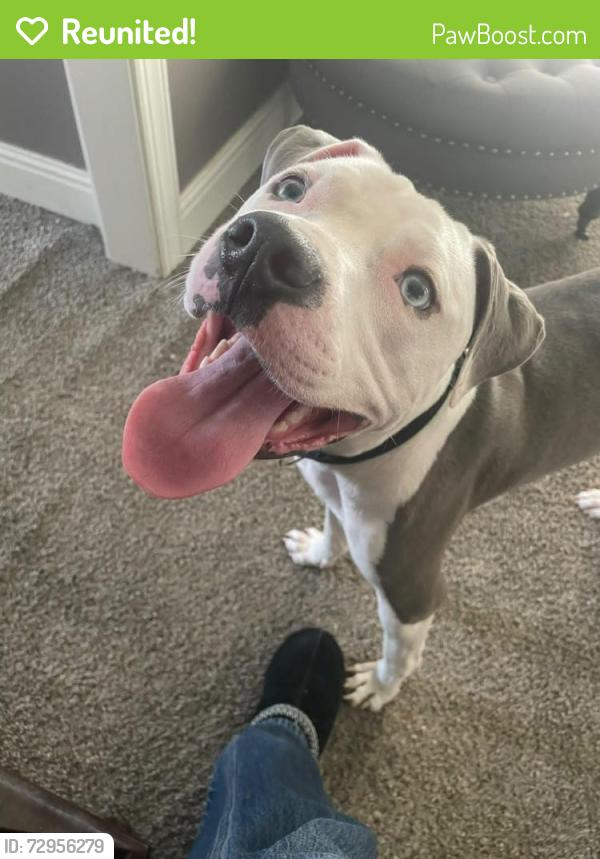 Reunited Male Dog last seen Rocky ridge, Irondale, AL 35210