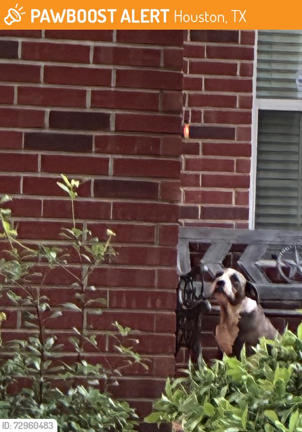 Found/Stray Unknown Dog last seen Champions point subdivision, Houston, TX 77066