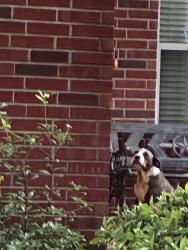 Found/Stray Unknown Dog last seen Champions point subdivision, Houston, TX 77066