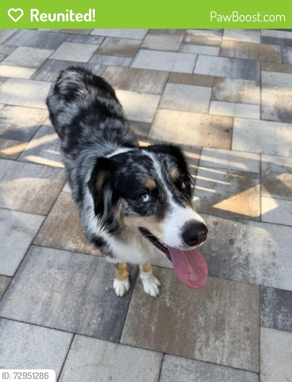 Reunited Female Dog last seen Southeast school road , Greensboro, NC 27406