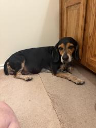 Lost Male Dog last seen Moss tree, Houston, TX 77080