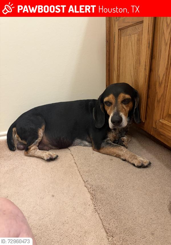 Lost Male Dog last seen Moss tree, Houston, TX 77080