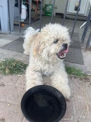Found/Stray Male Dog last seen N. Cedar Ave, Fresno, CA 93710