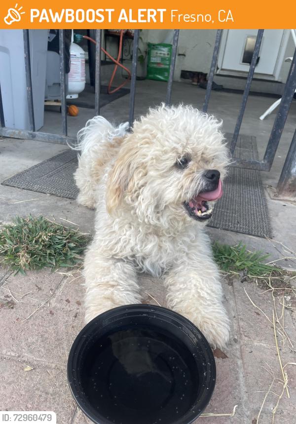Found/Stray Male Dog last seen N. Cedar Ave, Fresno, CA 93710