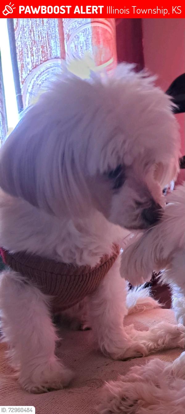 Lost Female Dog last seen 119th and MacArthur, Illinois Township, KS 67227