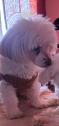 Lost Female Dog last seen 119th and MacArthur, Illinois Township, KS 67227