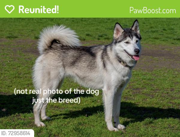 Reunited Unknown Dog last seen At the top of Heritage Peak Road running into the trail, Coquitlam, BC V3E 3L1