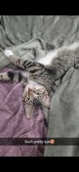 Reunited Male Cat last seen S Hallie Dr & Waxing St 99623, Knik-Fairview, AK 99654