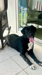 Found/Stray Male Dog last seen Barker cypress, Katy, TX 77449