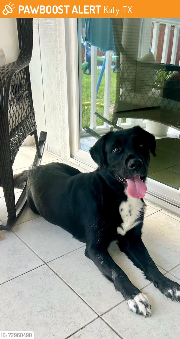 Found/Stray Male Dog last seen Barker cypress, Katy, TX 77449