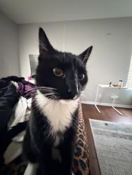 Reunited Male Cat last seen Middlebury Dr, Aurora, IL, USA, Aurora, IL 60503