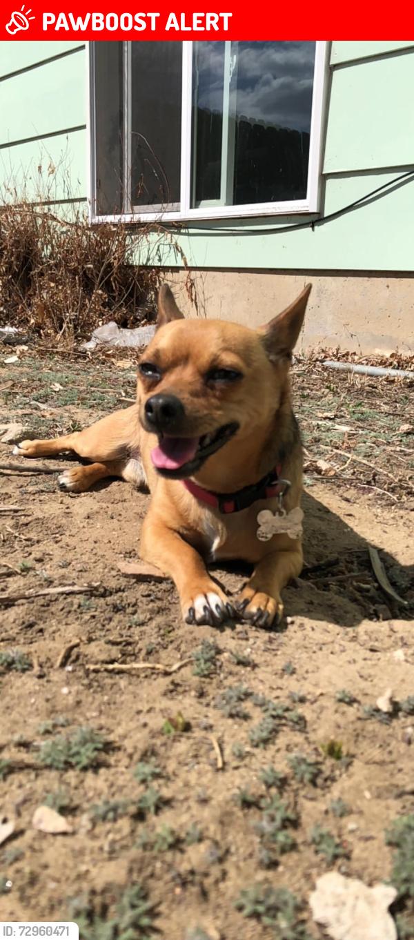 Lost Male Dog last seen Near, Colorado Springs, CO 80916