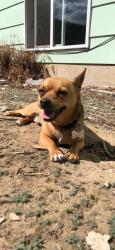 Lost Male Dog last seen Near , Colorado Springs, CO 80916