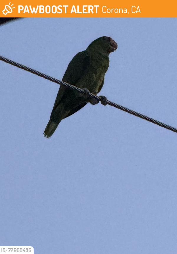 Found/Stray Female Bird last seen 10th st, Corona, CA 92882