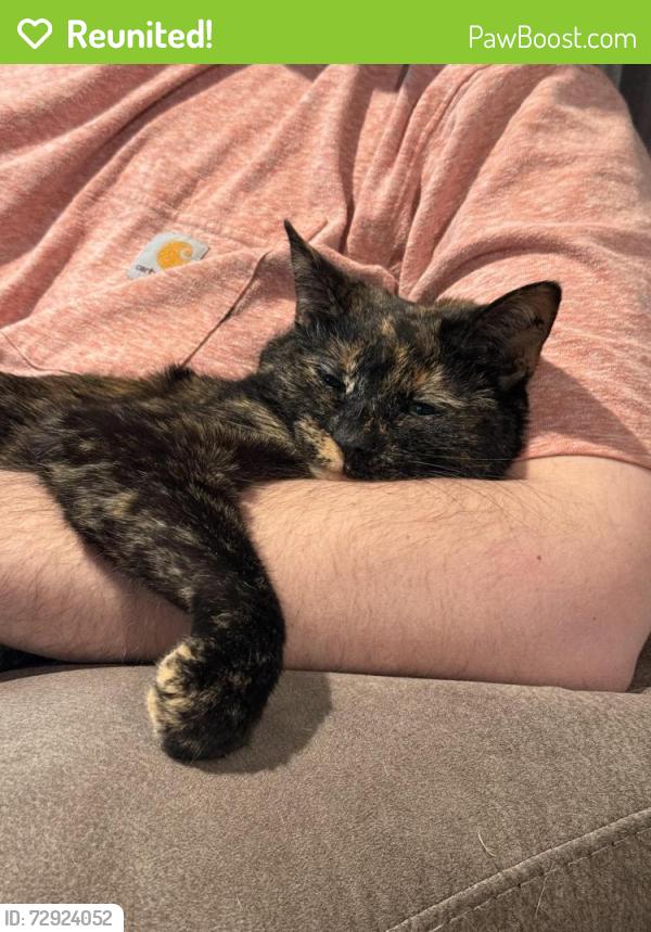 Reunited Female Cat last seen Union Station Way and Bethel New Richmond Rd, New Richmond, OH 45157