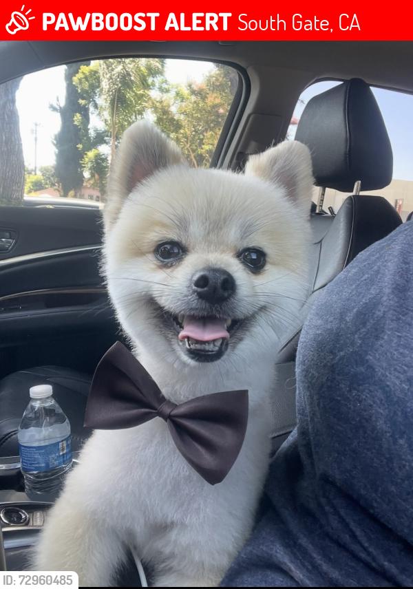 Lost Male Dog last seen Elizabeth and Santa Ana st , South Gate, CA 90280