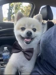 Lost Male Dog last seen Elizabeth and Santa Ana st , South Gate, CA 90280