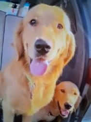 Lost Male Dog last seen Near and figueroa, Los Angeles, CA 90061
