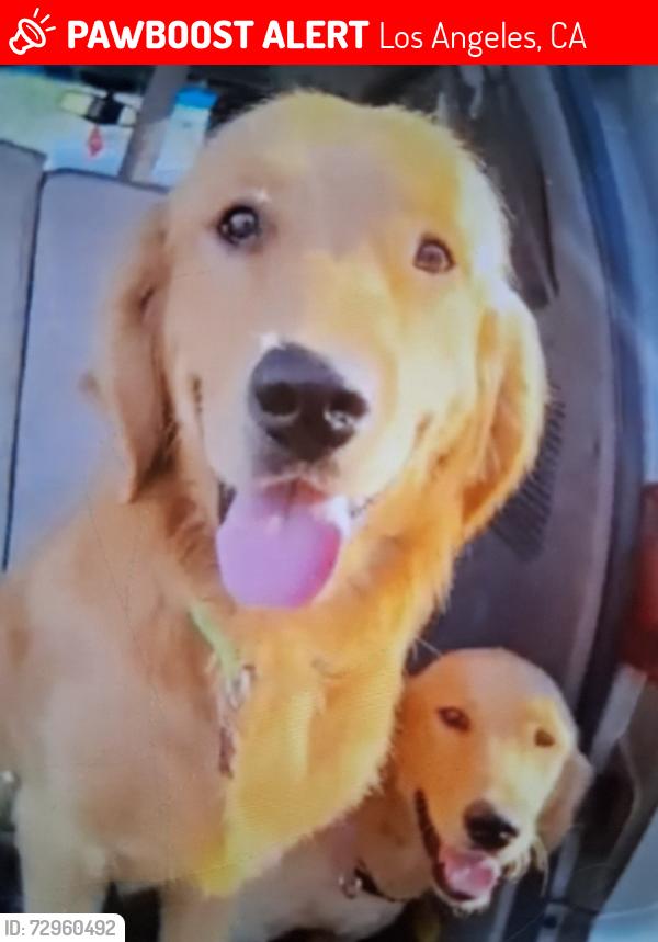 Lost Male Dog last seen Near and figueroa, Los Angeles, CA 90061