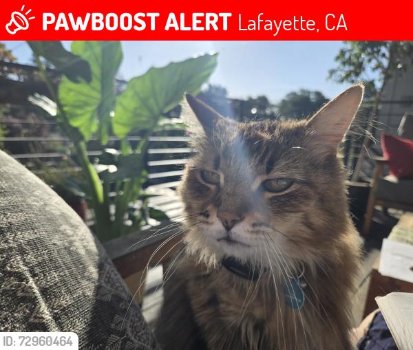 Lost Female Cat last seen Helen and Betty, Lafayette, CA 94549