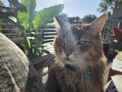 Lost Female Cat last seen Helen and Betty, Lafayette, CA 94549